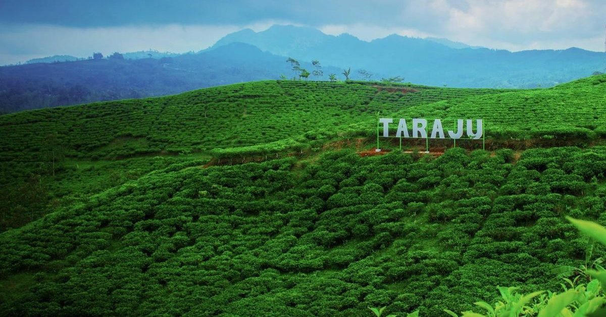 Kebun Teh Taraju: Permata Hijau di Tasikmalaya