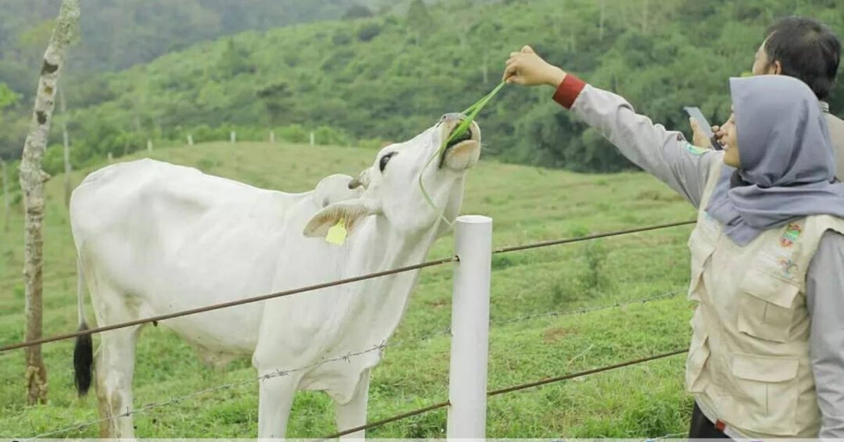 Mini Ranch Sapi Pasundan: Peternakan Ala New Zealand di Ciamis