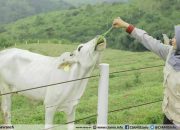 Mini Ranch Sapi Pasundan: Peternakan Ala New Zealand di Ciamis