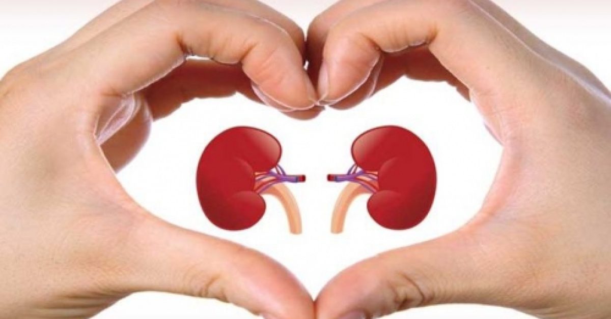 Mengenal dan Menjaga Kesehatan Ginjal: Aset Paling Berharga dalam Tubuh Anda