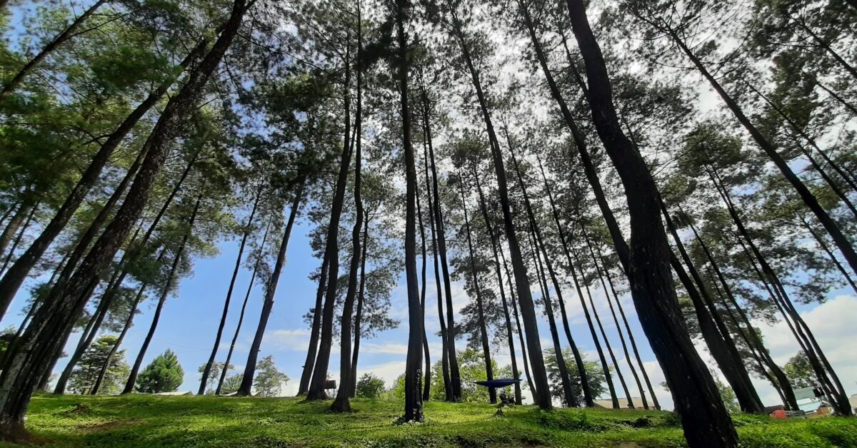 Keindahan Tersembunyi di Cikoneng: Wisata Hutan Pinus