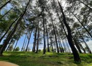Keindahan Tersembunyi di Cikoneng: Wisata Hutan Pinus