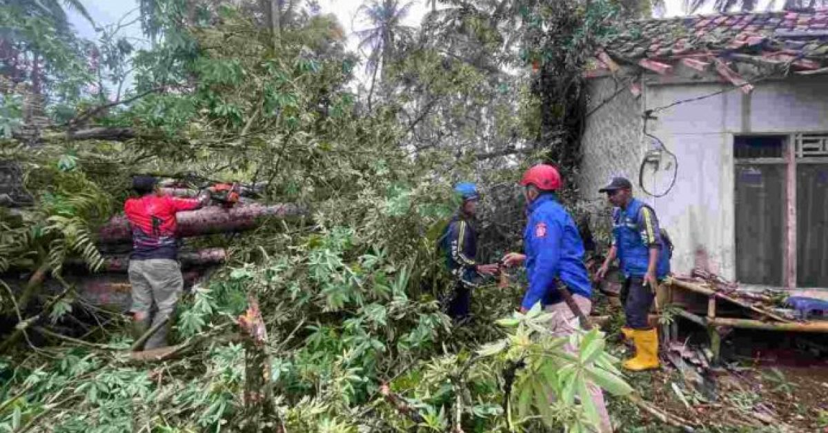 Angin Kencang Tumbangkan Pohon Randu, Rumah Lansia di Cijulang Rusak Berat