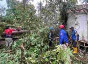 Angin Kencang Tumbangkan Pohon Randu, Rumah Lansia di Cijulang Rusak Berat