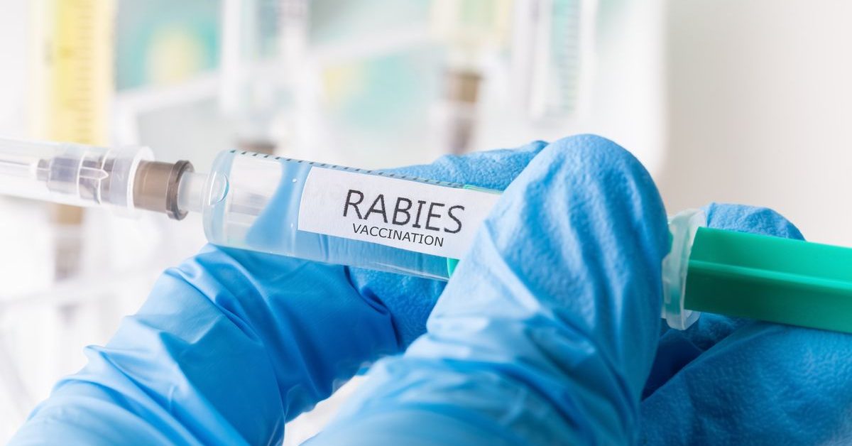 Waspada Ancaman Rabies: Kenali Gejala dan Langkah Penanganan Darurat Sejak Dini