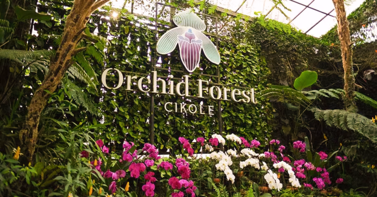 menemukan simfoni alam di balik kabut hutan pinus cikole