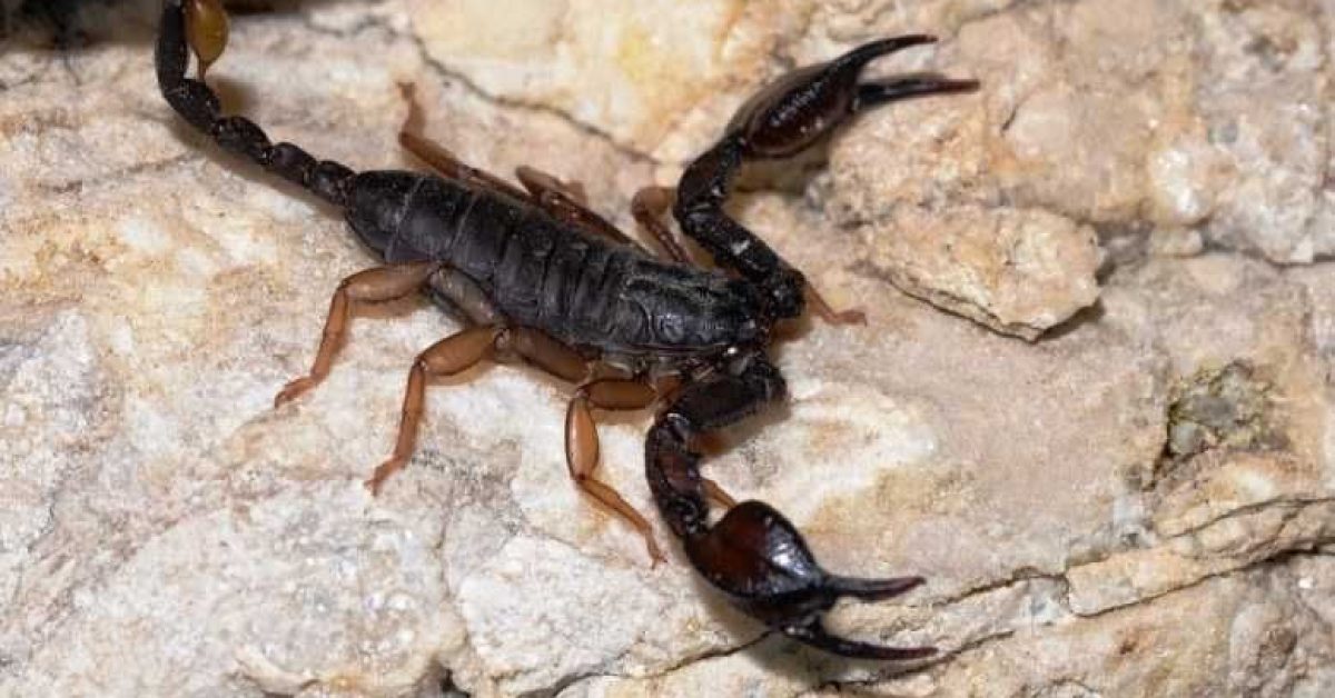 Waspada Ancaman di Balik Celah Gelap: Mengenal Bahaya Sengatan Kalajengking dan Langkah Penanganannya