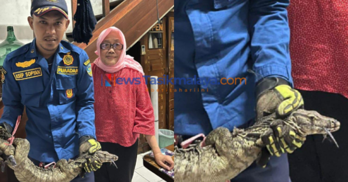 Disangka Tikus Biawak Damkar Kota Tasikmalaya Evakuasi Hewan Liar Dari Rumah Warga