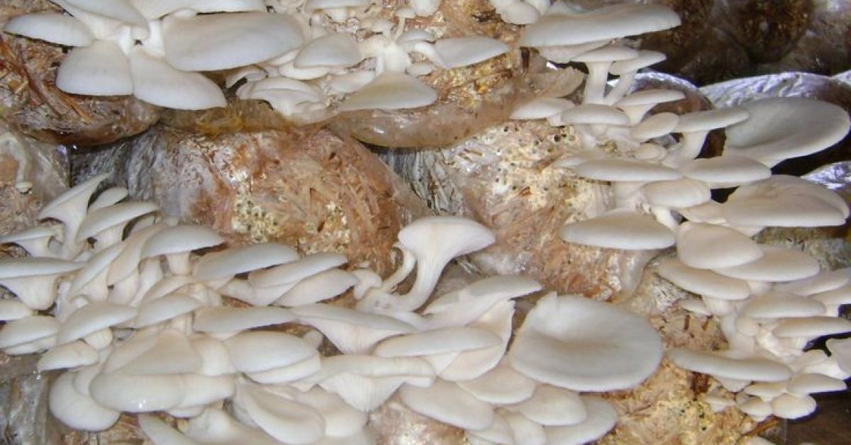 Panduan Cerdas Memilih Jamur Konsumsi