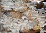 Panduan Cerdas Memilih Jamur Konsumsi