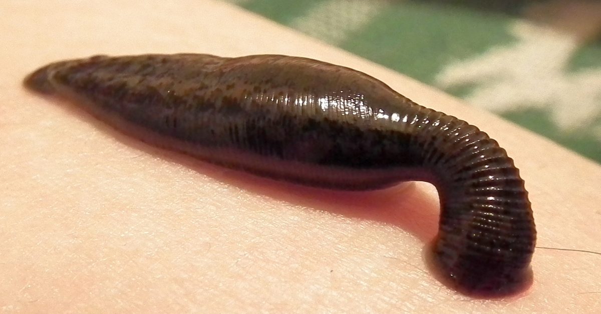 Lintah: Antara Parasit Penghisap Darah dan Pahlawan di Meja Operasi