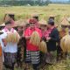 Festival Jatiluwih 2026 Dorong Ekonomi Rakyat dan Tingkatkan Kunjungan Wisatawan