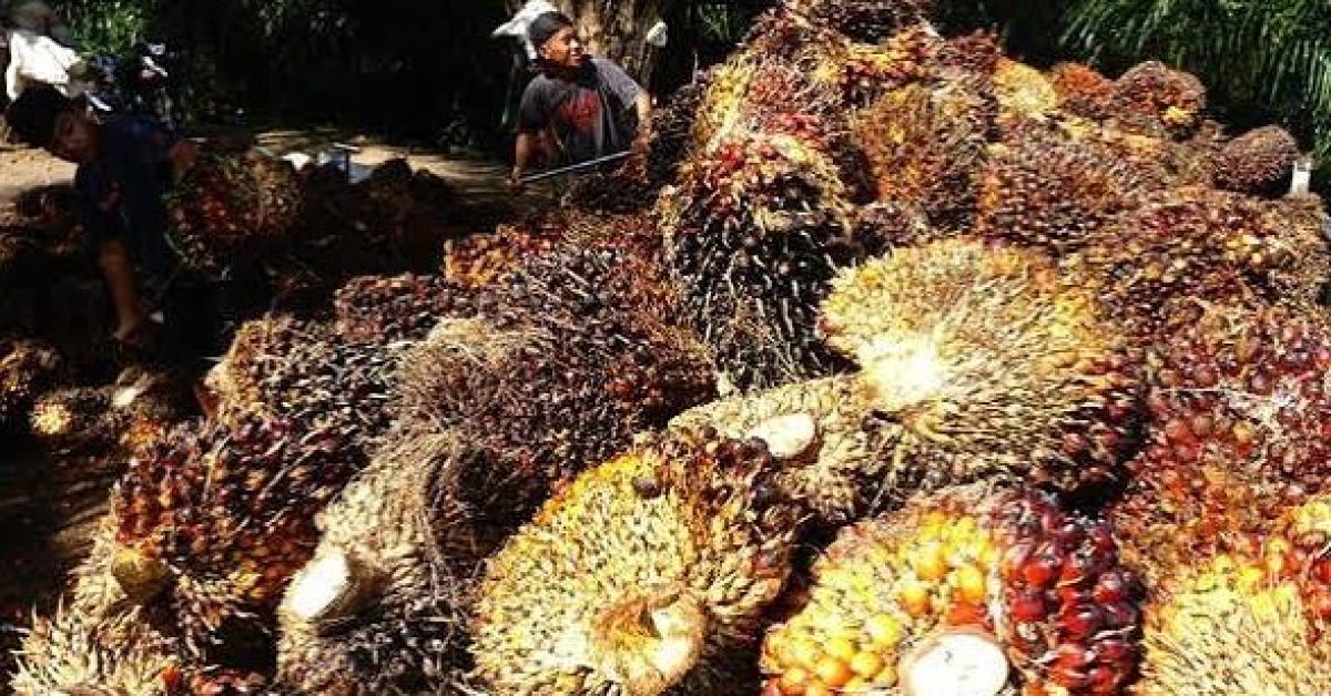 Harga TBS Sawit Mitra Swadaya Riau Menguat pada Akhir Juni 2026