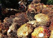 Harga TBS Sawit Mitra Swadaya Riau Menguat pada Akhir Juni 2026