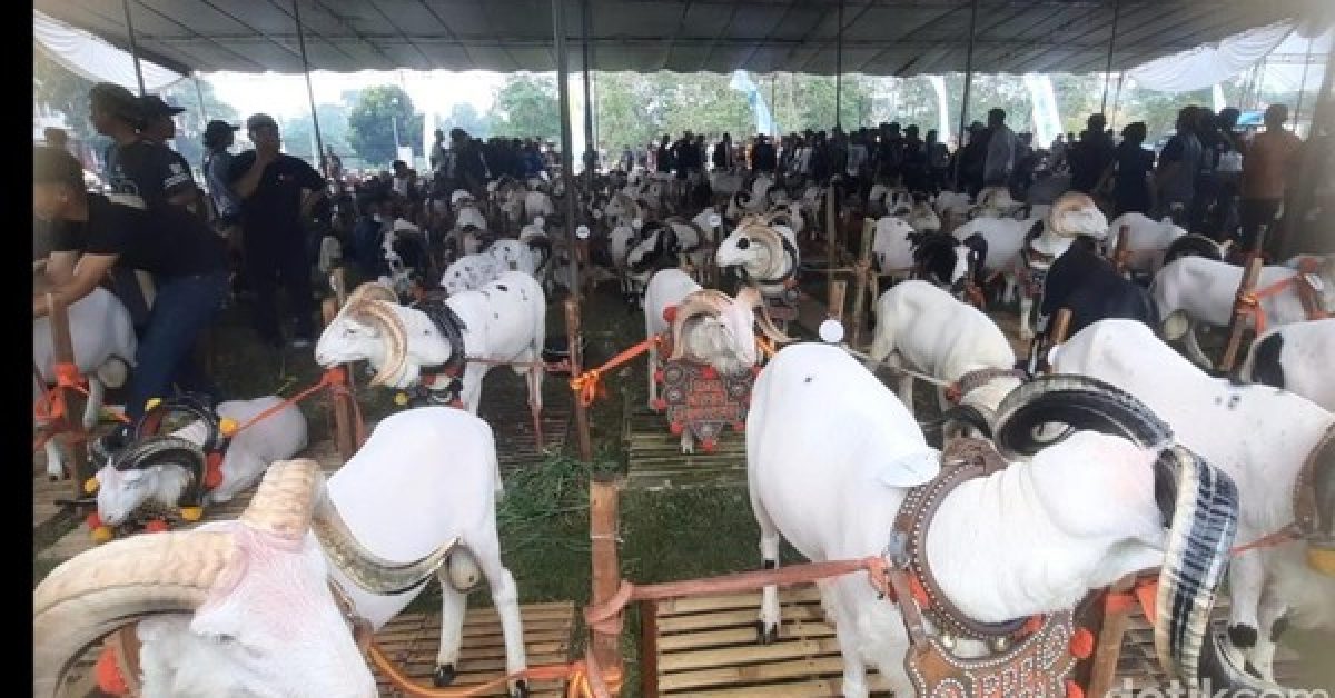 Kontes Pesta Patok Jadi Ajang Promosi Ternak dan Silaturahmi Peternak di Tasikmalaya