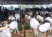 Kontes Pesta Patok Jadi Ajang Promosi Ternak dan Silaturahmi Peternak di Tasikmalaya