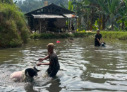 BSI Explore 2026 Eksplorasi Peternakan Domba di Kampung Pasirkadu
