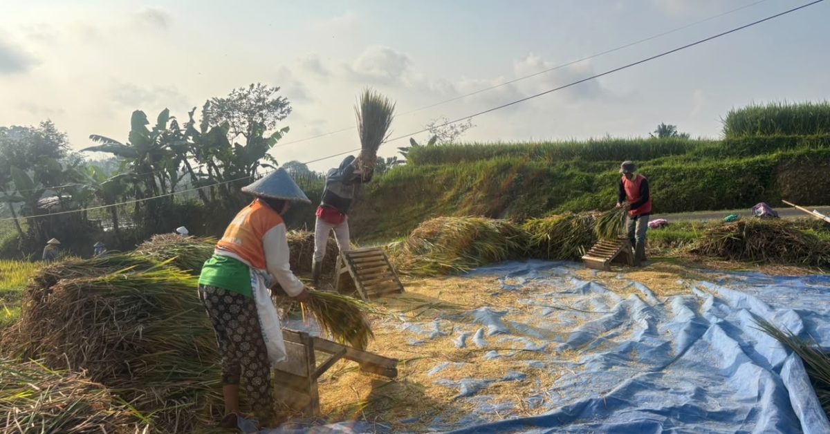 Mahasiswa BSI Explore 2026 Kenal Lebih Dekat Perjuangan Buruh Tani di Desa Santanamekar