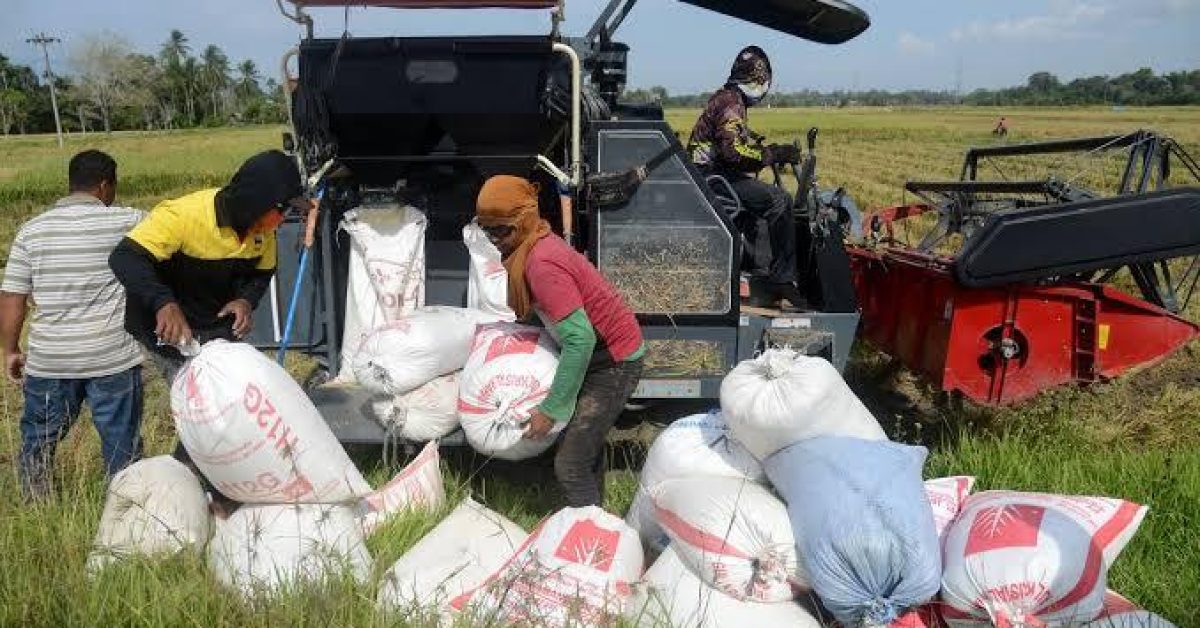 BPS Proyeksikan Produksi Beras Januari-Oktober 2026 Capai 31,4 Juta Ton