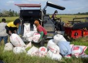 BPS Proyeksikan Produksi Beras Januari-Oktober 2026 Capai 31,4 Juta Ton