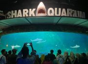 Sea World Ancol Hadirkan Audio Guide, Pengunjung Bisa Dengar Informasi Satwa