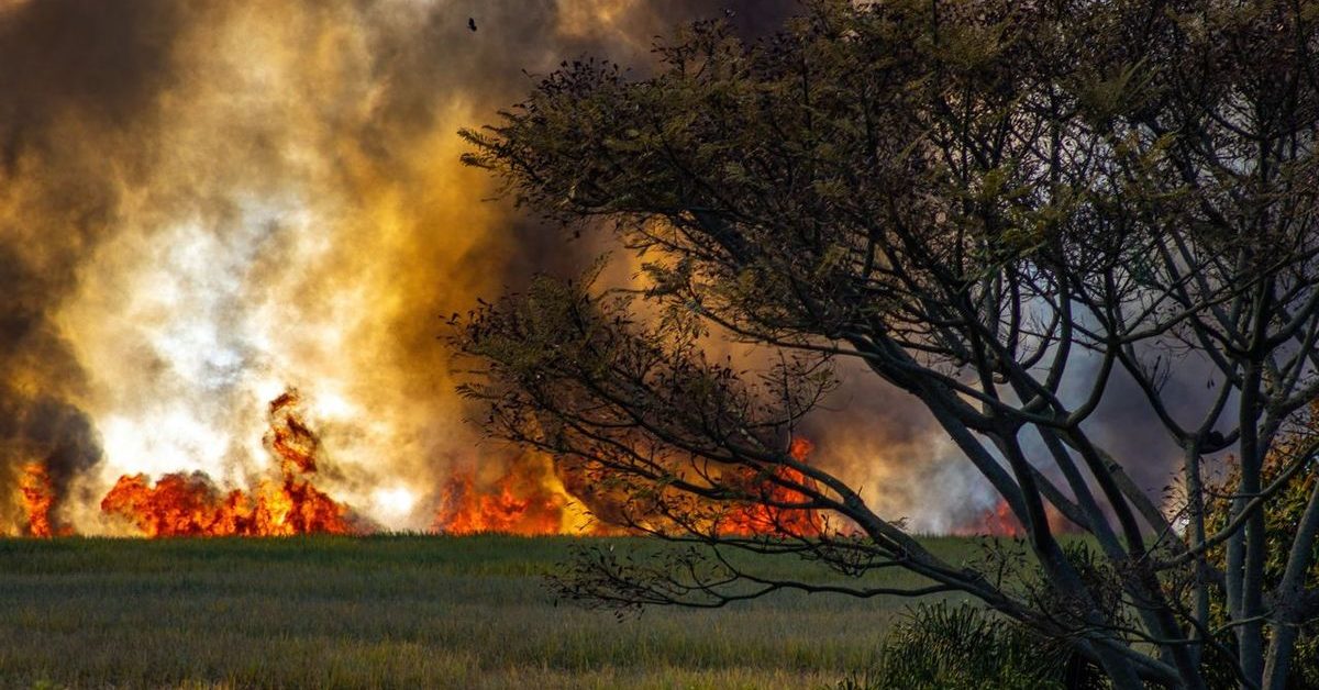 Kebakaran TWA Rana Mese Diduga akibat Kelalaian atau Kesengajaan Manusia