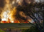 Kebakaran TWA Rana Mese Diduga akibat Kelalaian atau Kesengajaan Manusia